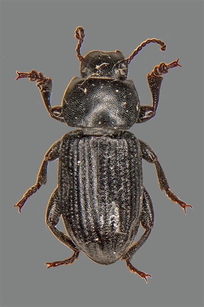 Schwarzkfer Phylan gibbus