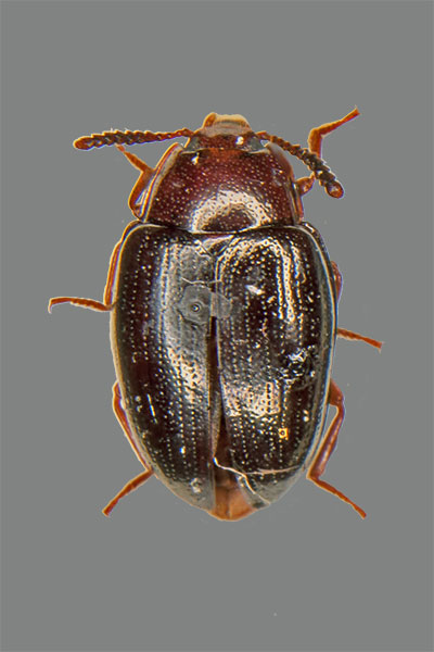 Metallfarbener Schwarzkfer