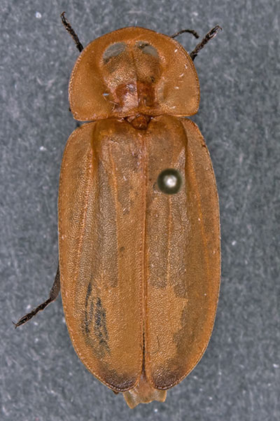 Leuchtkfer, Glhwrmchen, Borneo, Malaysia