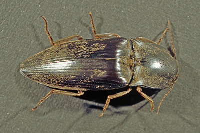 Schnellkfer Neuguinea