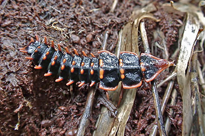 Trilobot-Kfer am Mount Kinabalu, Borneo