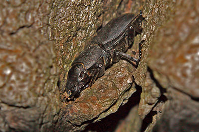 Balkenschrter Dorcus