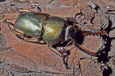 Hirschkaefer Neolamprima