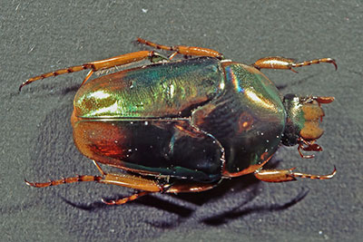 Rosenkfer Lomaptera spec.