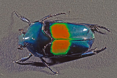 Rosenkfer Ischiopsopha jamesi