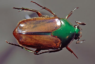 Rosenkfer Lomaptera spec.