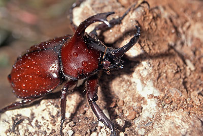 Riesenkfer Xylotrupes gideon