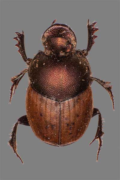Kotfresser Ontophagus coenobita