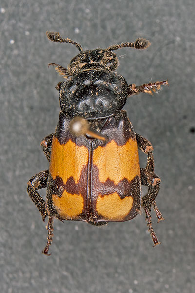 Totengrber Necrophorus