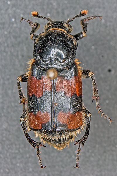Totengrber Necrophorus vespillo