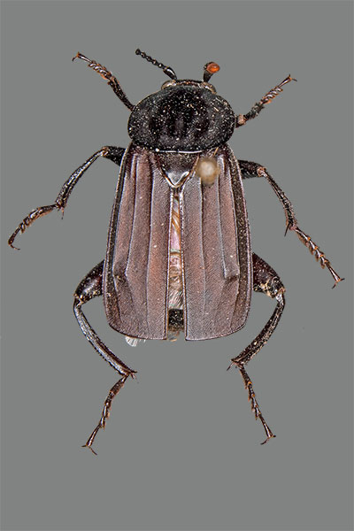 Ufer-Aaskfer Necrodes littoralis