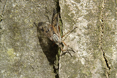 Schnepfenfliege