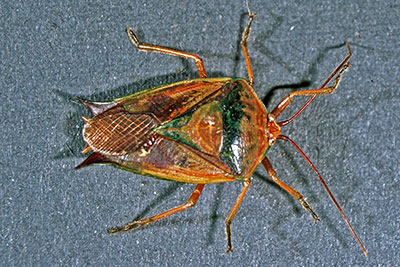 Stachelwanze aus Neuguinea