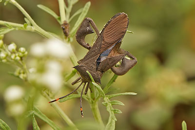 Lederwanze bei Arba Minch, �thiopien