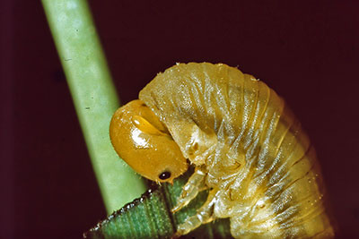 Portrt parasitierte Blattwespenlarve