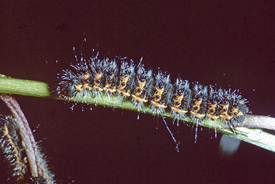 Kleines Nachtpfauenauge Raupe Eudia pavonia