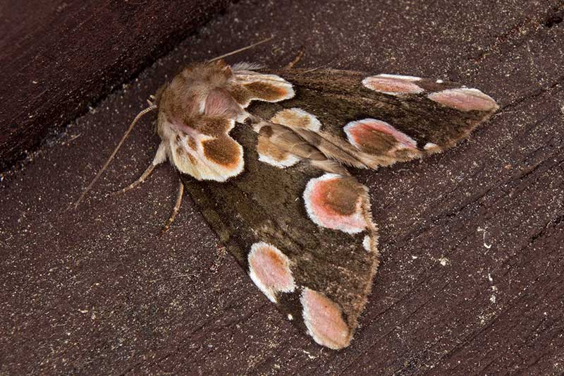 Roseneule Thyatira batis