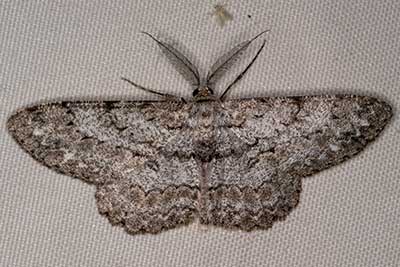 Groer Rindenspanner Hypomecis roboraria