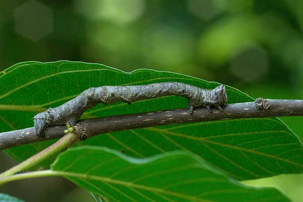 Raupe Pappel-Dickleibspanner Biston strataria