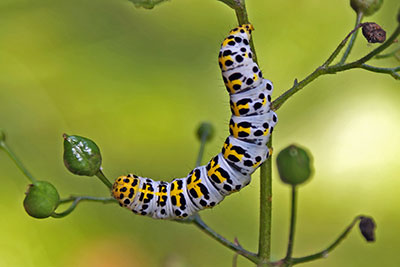 Cucullia verbasci