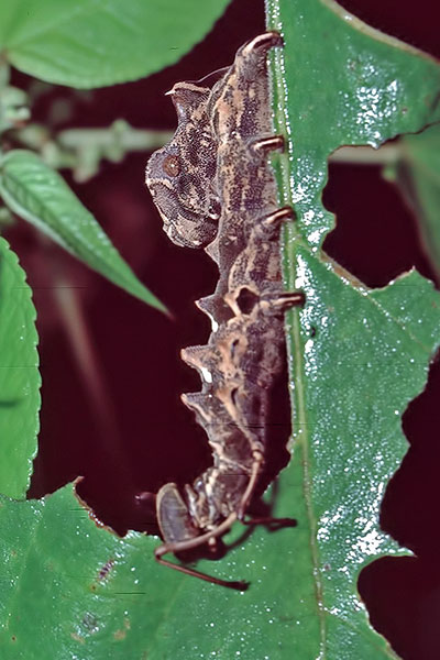 Raupe Stauropus spec., Sulawesi