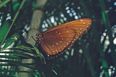Danaide