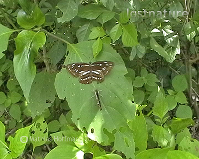 Video Neptis Kleine Sundainseln