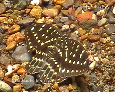 Lexias dirtea Mount Kinabalu