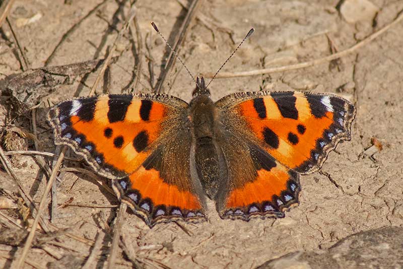 Kleiner Fuchs Aglais urticae