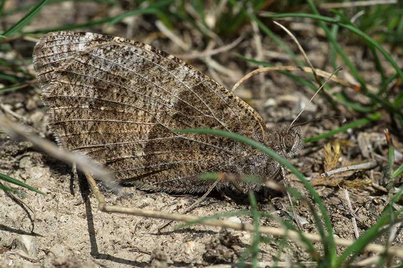 Berghexe Chazara briseis