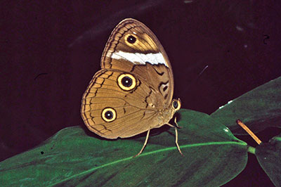 Augenfalter aus dem Tal der Schmetterlinge