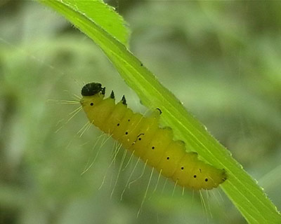 Delias-Raupe Borneo