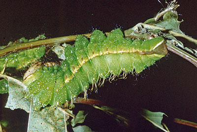 Raupe Antheraea pernyi