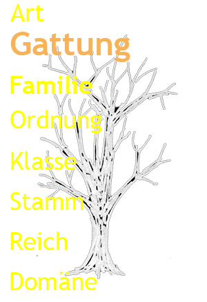 Stammbaum Organismen