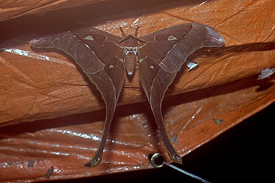 Herkulesspinner in West-Papua