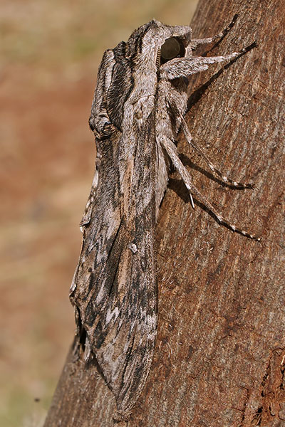 Windenschwrmer in Arba Minch, thiopen