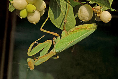 Fangschrecke Sphodromantis spec., thiopien