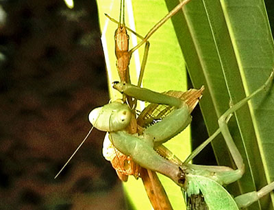 Fangschrecke Cilnia humeralis