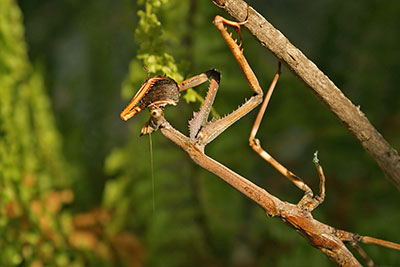 Fangschrecke Nymphe Heterochaeta occidentalis
