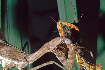 Fangschrecke Parasphendale affinis