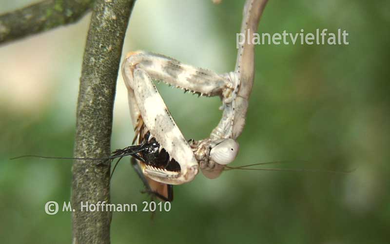 Parasphendale costalis