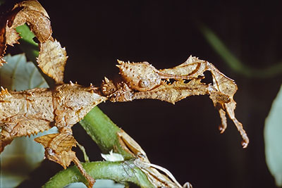 Gespenstschrecke Extatosoma tiaratum