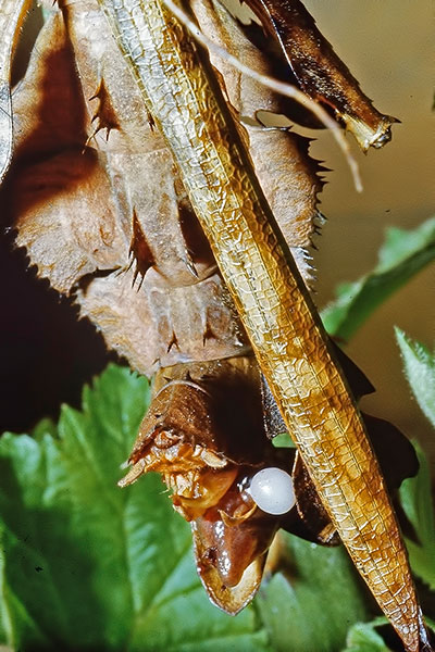 Kopula Gespenstschrecken Extatosoma tiaratum