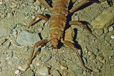 Portr�t Kampfschrecke Eurycantha calcarata