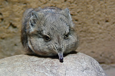 R�sselspringer Zoo Leipzig