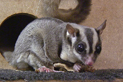 Kurzkopfgleitbeutler