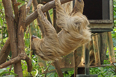 Faultier im Gondwanaland im Leipziger Zoo