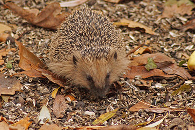 Igel Hachem�hle D�bener Heide