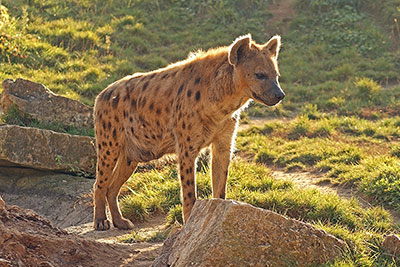 Hy�ne Lubanga im Leipziger Zoo