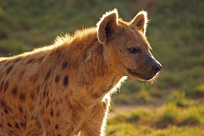 T�pfelhy�ne Lubanga im Zoo Leipzig